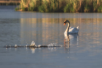 Fototapeta na wymiar White swan on the lake