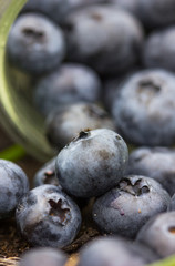 Wild blueberry put on wooden table with copy space for background, selective focus. Blueberry is healthy and delicious fruits which have high antioxidant and vitamin C. Healthy and delicious blueberry
