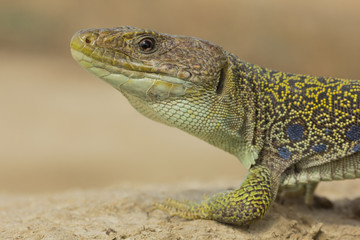Lagarto ocelado