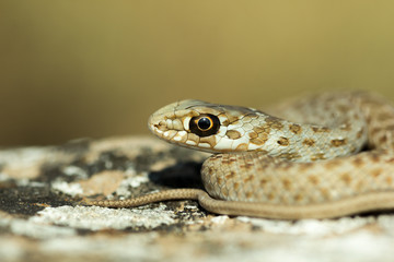 Culebra bastarda