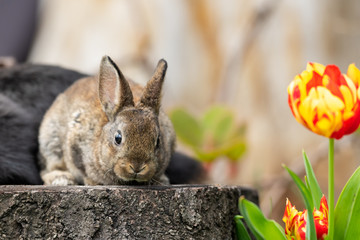 A young rabbit sitting on a tree stump