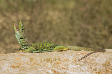 Lagarto ocelado
