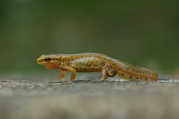 Triton palmeado