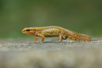 Triton Palmeado