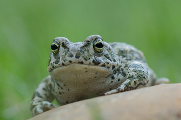 Fototapeta premium Sapo corredor