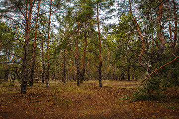 Fototapeta premium thick pine forest. Russian landscape