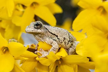 Gray tree frog perched in yellow forsynthia flowers - Hyla versicolor