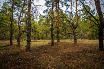 Obraz premium thick pine forest. Russian landscape
