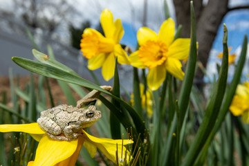 Northern gray tree frog on a blossoming daffodil flower - Hyla versicolor