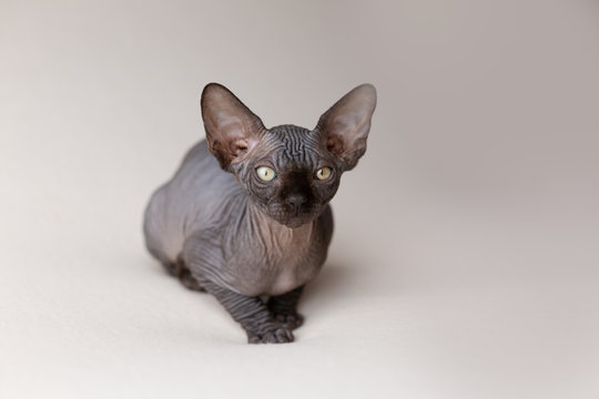 Nacktkatze