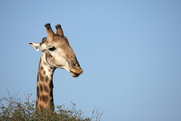 Giraffe / Giraffe / Giraffa Camelopardalis