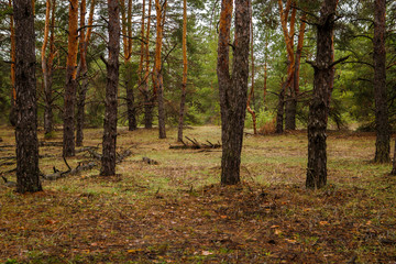 thick pine forest. Russian landscape