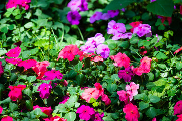 pink flowers in the garden
