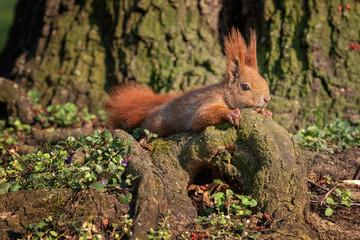 Red squirrel relaxing in the sun - 260810642