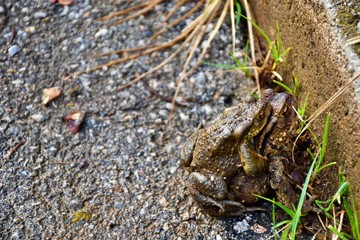 two frogs