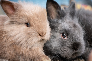 Obraz premium Closeup portrait of two young cuddling rabbits
