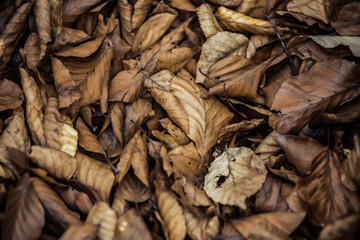 Dry leaves in the forest on ground