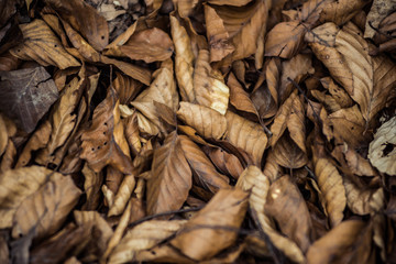 Dry leaves in the forest on ground