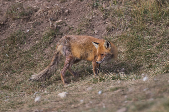 Ein an R&auml;ude erkrankter Fuchs in der Seitenansicht