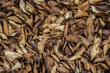 Dry leaves in the forest on ground