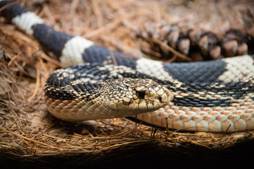 closeup of snake in zoo