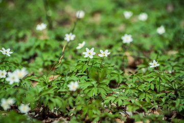 Bright beech forest in the spring, the first flowers.