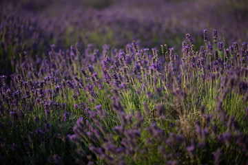 Fototapeta na wymiar Lavendel