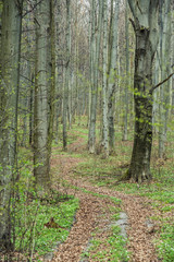 Bright beech forest in the spring, the first flowers.