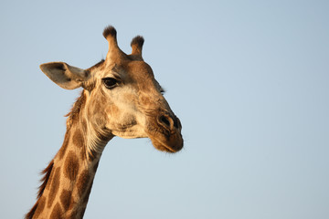 Naklejka premium Giraffe / Giraffe / Giraffa Camelopardalis