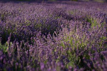 Naklejka premium Lavendel