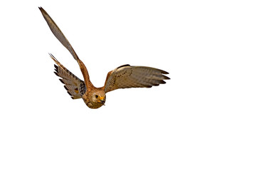 Flying Falcon. Isolated bird. White background. Kestrel.