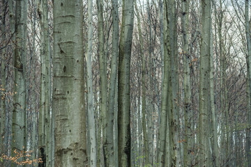 Bright beech forest in the spring, the first flowers.