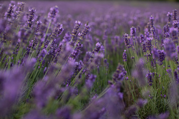 Fototapeta premium Lavendel
