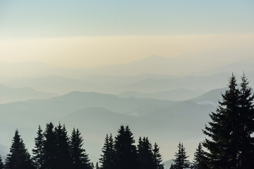 Obraz premium A trees with a beautiful mountain fog. Bulgaria, Pamporovo