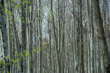 Bright beech forest in the spring, the first flowers.