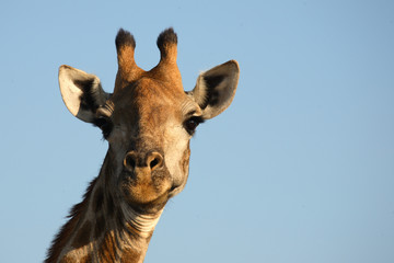 Giraffe / Giraffe / Giraffa Camelopardalis