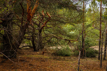 thick pine forest. Russian landscape