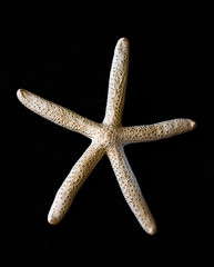 starfish