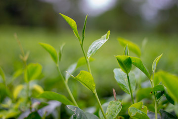 Green tea leaves