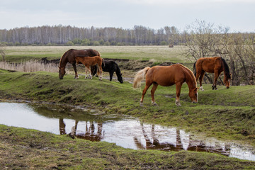 Horses and foal grazing in the pasture.