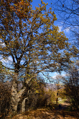 Fototapeta premium Gorgeous oak trees from below