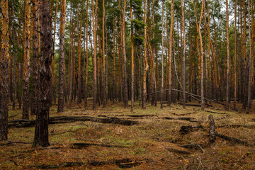 Fototapeta premium thick pine forest. Russian landscape