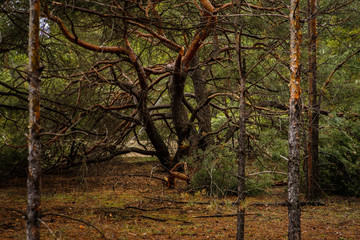 thick pine forest. Russian landscape