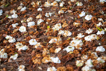 Dead Flowers fallen from a tree as Spring ends and summer begins