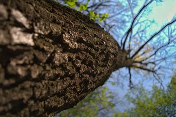 Tronco d'albero dal basso
