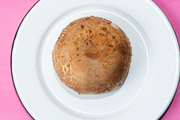 Portobello mushroom  on colorful background