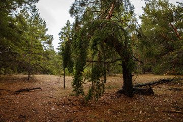 thick pine forest. Russian landscape