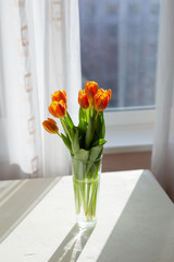 Spring orange tulips in a vase near the window