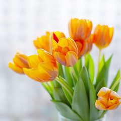 Spring tulips  in a vase near the window