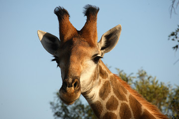 Naklejka premium Giraffe / Giraffe / Giraffa Camelopardalis